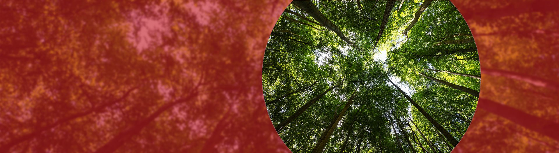 sustainable-banner